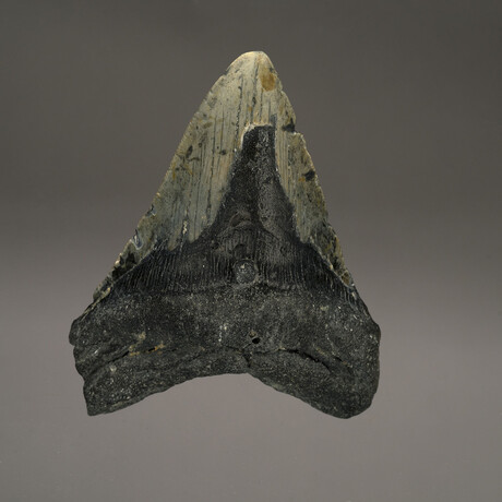 Megalodon Tooth // Ver. 6