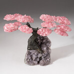 The Love Tree // Genuine Custom Rose Quartz Clustered Gemstone Tree on Amethyst Matrix // V4