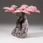 The Love Tree // Genuine Custom Rose Quartz Clustered Gemstone Tree on Amethyst Matrix // V4