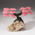 The Wellness Tree // Genuine Custom Rose Quartz Clustered Gemstone Tree on White Quartz Matrix