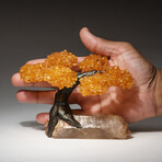 The Joyful Tree // Genuine Citrine Clustered Gemstone Tree on Clear Quartz Crystal Matrix // Small