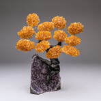 The Money Tree // Genuine Custom Citrine Clustered Gemstone Tree on Amethyst Matrix // V2