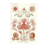 Jellyfish II // Marine Scientific Botanical Poster // Haeckel (17"H x 11"W x .01"D)