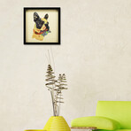 "Boston Terrier Closeup" Dimensional Graphic Collage Framed Under Tempered Glass Wall Art