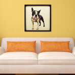 "Boston Terrier 2" Dimensional Graphic Collage Framed Under Tempered Glass Wall Art