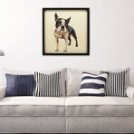 "Boston Terrier 2" Dimensional Graphic Collage Framed Under Tempered Glass Wall Art