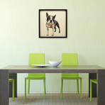 "Boston Terrier 2" Dimensional Graphic Collage Framed Under Tempered Glass Wall Art