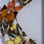 Genuine Butterflies + Display Frame