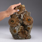Genuine Ammonite Cluster