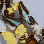 Genuine Butterflies + Display Frame