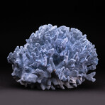 Genuine Blue Ridge Coral // V1