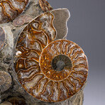 Genuine Ammonite Cluster