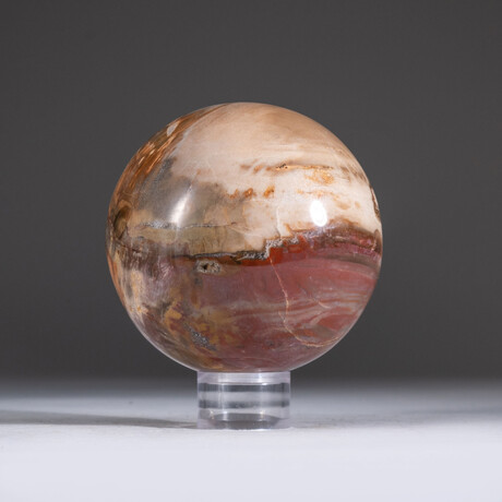 Genuine Polished Petrified Wood Sphere + Acrylic Display Stand