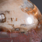 Genuine Polished Petrified Wood Sphere + Acrylic Display Stand