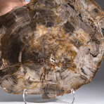 Genuine Polished Petrified Wood Slice + Acrylic Display Stand