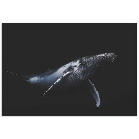Black and Whale
