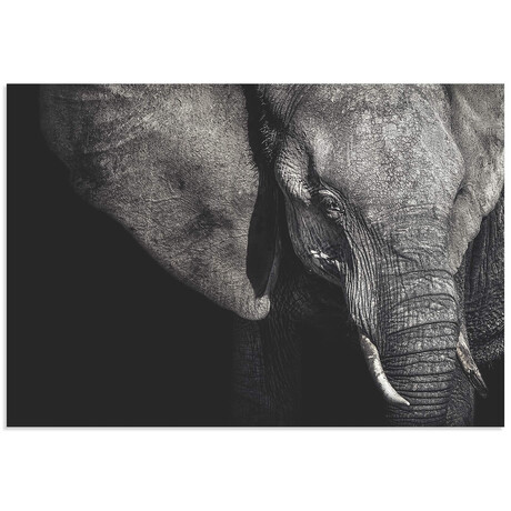 The Matriarch Elephant