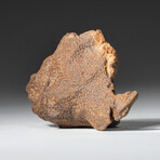 Genuine Natural Gebel Kamil Meteorite + Display Box // 108.5 g