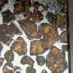 Genuine Seymchan Pallasite Meteorite Slice + Display Box // 23 g // V2