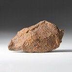 Genuine Natural Gebel Kamil Meteorite + Display Box // 49.6 g