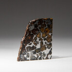 Genuine Seymchan Pallasite Meteorite Slice + Display Box // 23 g // V2