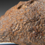 Genuine Natural Gebel Kamil Meteorite + Display Box // 49.6 g