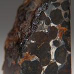 Genuine Seymchan Pallasite Meteorite Slice + Display Box // 75.2 g