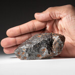 Genuine Natural Canyon Diablo Meteorite // 416 g