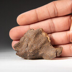 Genuine Natural Gebel Kamil Meteorite + Display Box // 108.5 g