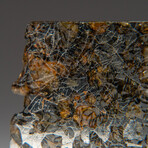 Genuine Seymchan Pallasite Meteorite Slice + Display Box // 20 g