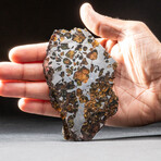 Genuine Seymchan Pallasite Meteorite Slice + Acrylic Display Stand // 74.4 g