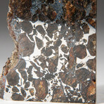 Genuine Seymchan Pallasite Meteorite Slice + Display Box // 23 g // V1