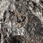 Genuine Natural Campo del Cielo Meteorite // 1.8 lb