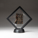 Genuine Seymchan Pallasite Meteorite Slice + Display Box // 23 g // V1