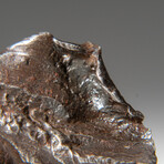 Genuine Natural Sikhote-Alin Meteorite + Display Box // 42 g