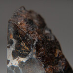Genuine Seymchan Pallasite Meteorite Slice + Display Box // 75.2 g