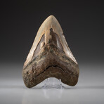 Genuine Megalodon Shark Tooth + Display Box // V7