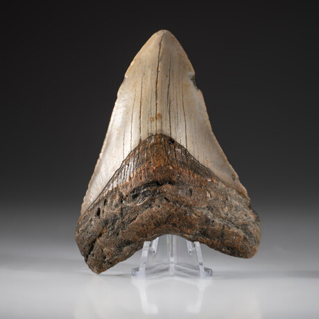 Genuine Megalodon Shark Tooth + Display Box // V6