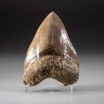 Genuine Megalodon Shark Tooth + Display Box // V11