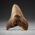 Genuine Megalodon Shark Tooth + Display Box v.9