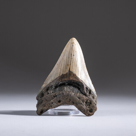 Genuine 3-4" Megalodon Shark Tooth + Display Box // V15