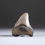 Genuine 3-4" Megalodon Shark Tooth + Display Box // V11