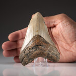 Genuine Megalodon Shark Tooth + Display Box // V6