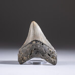 Genuine 3-4" Megalodon Shark Tooth + Display Box // V10