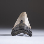 Genuine 3-4" Megalodon Shark Tooth + Display Box // V7