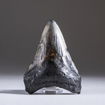 Genuine 3-4" Megalodon Shark Tooth + Display Box // V18