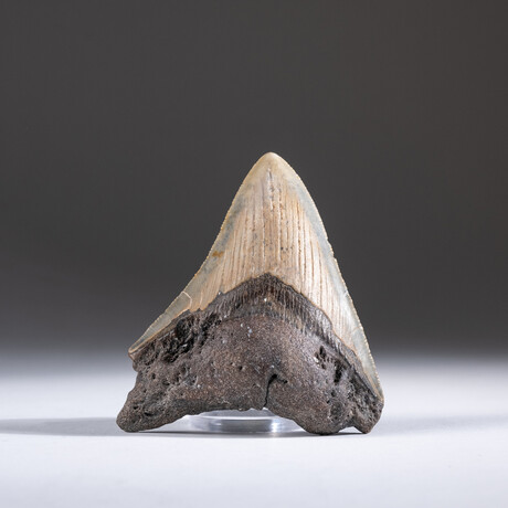 Genuine 3-4" Megalodon Shark Tooth + Display Box // V16