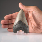 Genuine Megalodon Shark Tooth + Display Box // V2