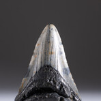 Genuine 3-4" Megalodon Shark Tooth + Display Box // V12
