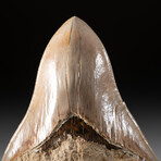 Genuine Megalodon Shark Tooth + Display Box v.6